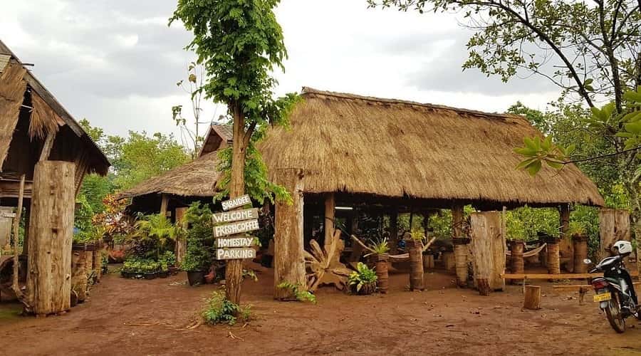 Mr. Vieng Coffee Plantation